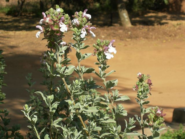 Salvia dolomitica plants for small screening hedge